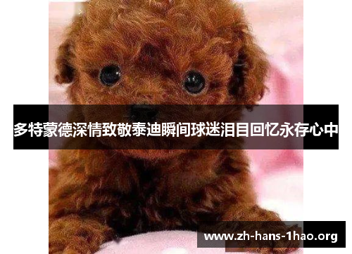 多特蒙德深情致敬泰迪瞬间球迷泪目回忆永存心中 多特蒙德深情致敬泰迪瞬间球迷泪目回忆永存心中